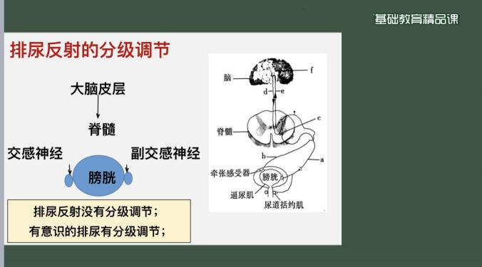 基础教育精品课